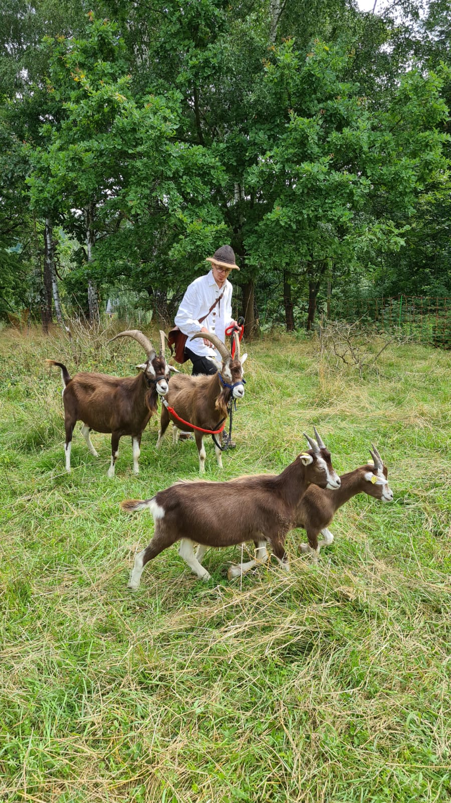 Ziegenwanderung auf der Alm