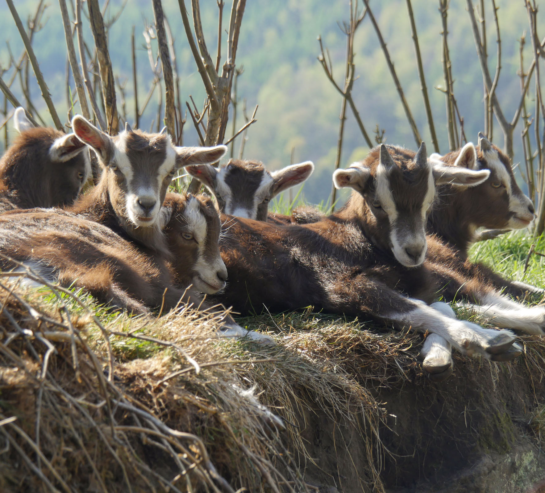 Ziegenwanderung auf der Alm