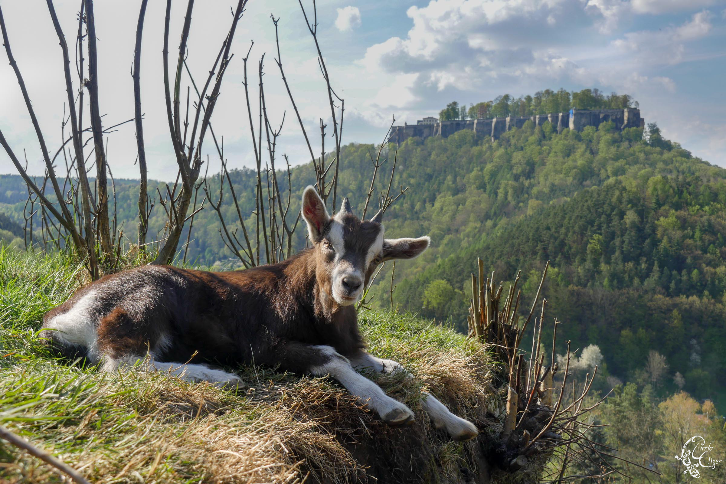 weibliche Ziegen-Lämmer